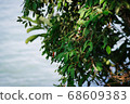 closeup pattern of leaves with backlight effect. 68609383