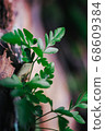 green leaf agains shallow depth of field for background 68609384