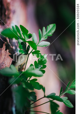 green leaf agains shallow depth of field for background 68609384