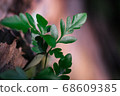 green leaf agains shallow depth of field for background 68609385