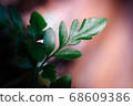 green leaf agains shallow depth of field for background 68609386
