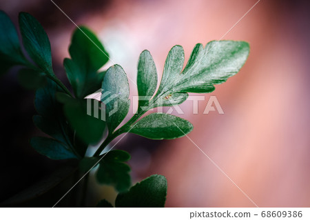 green leaf agains shallow depth of field for background green leaf agains shallow depth of field for background 68609386