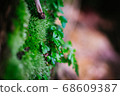 green leaf agains shallow depth of field for background 68609387