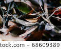 dried leaves on the tropical jungle laying on the ground 68609389