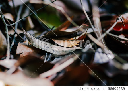dried leaves on the tropical jungle laying on the ground dried leaves on the tropical jungle laying on the ground 68609389