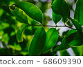 closeup pattern of leaves with backlight effect. 68609390