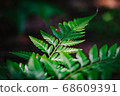 fern leaf agains shallow depth of field for background 68609391