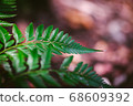 fern leaf agains shallow depth of field for background 68609392