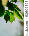 closeup pattern of leaves with backlight effect. 68609393