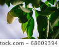 closeup pattern of leaves with backlight effect. 68609394