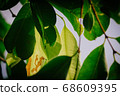 closeup pattern of leaves with backlight effect. 68609395
