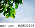 closeup pattern of leaves with backlight effect. 68609396