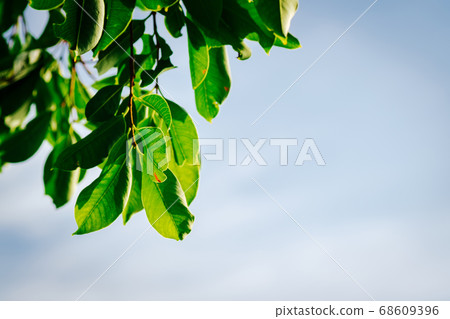 closeup pattern of leaves with backlight effect. closeup pattern of leaves with backlight effect. 68609396