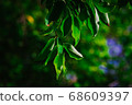 closeup pattern of leaves with backlight effect. 68609397