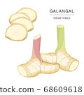 Set of Galangal Vegetable Slices. Organic and healthy food isolated element Vector illustration. 68609618