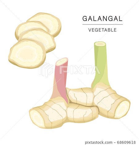 Set of Galangal Vegetable Slices. Organic and healthy food isolated element Vector illustration. 68609618