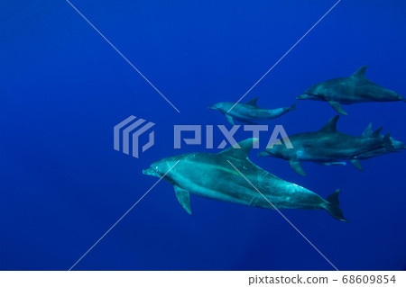 Dolphin 68609854