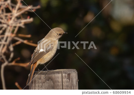 Cute gesture winter migratory female Redstart redstart 68609934