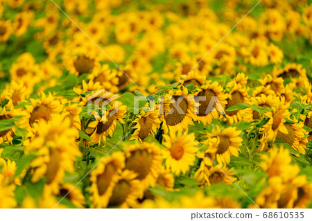 Sunflowers blooming in the field Sunflowers blooming in the field 68610535