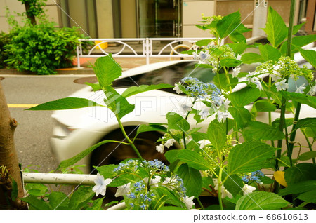 Hydrangea's Way 68610613