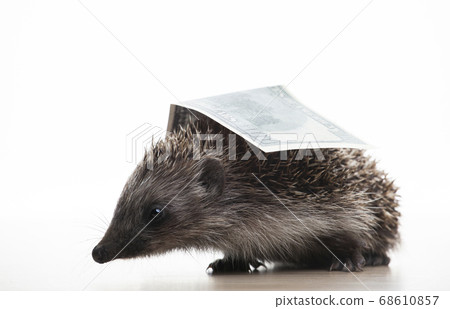 image of hedgehog money white background  68610857