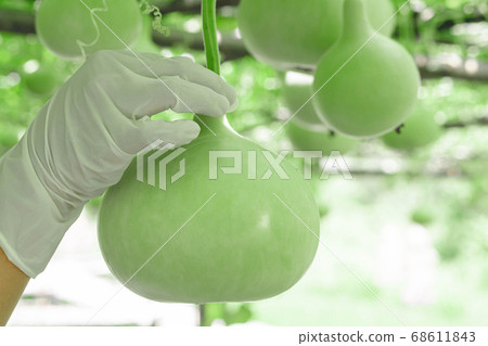 Close up woman hand holding green bottle gourd or 68611843