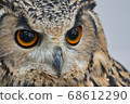 Owl 68612290