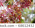 Autumn leaves 68612432