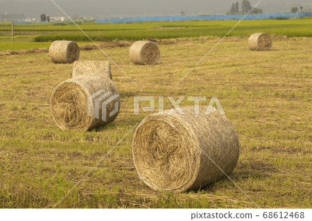 Field wheat culm roll 68612468