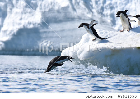 阿德利企鵝（南極洲） 68612559