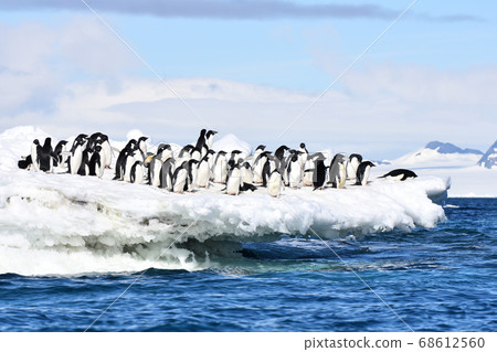 Adelie Penguin (Antarctica) Adelie Penguin (Antarctica) 68612560