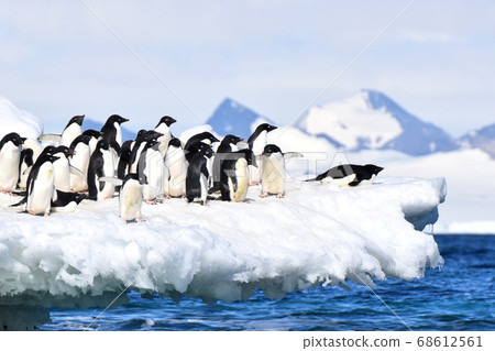 Adelie Penguin (Antarctica) Adelie Penguin (Antarctica) 68612561