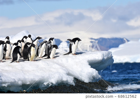 Adelie Penguin (Antarctica) 68612562