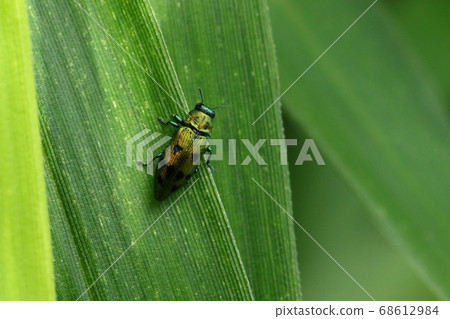 Creature insect Insect pit bug, about 1 cm in size. The metallic luster that changes slightly depending on the viewing angle is beautiful Creature insect Insect pit bug, about 1 cm in size. The metallic luster that changes slightly depending on the viewing angle is beautiful 68612984