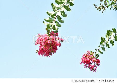 Flower of crape mybs Flower of crape mybs 68613396