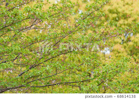 Cherry tree after the flowers are scattered Cherry tree after the flowers are scattered 68614138