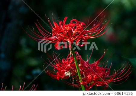 red spider lily red spider lily 68614156