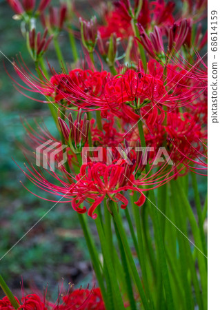 cluster spider lilies growing in clusters 68614159
