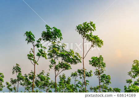 Plantation tree rubber or latex tree rubber in Plantation tree rubber or latex tree rubber in 68614169
