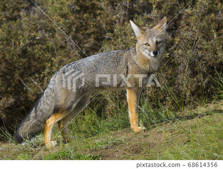 Marsh deer, Ibera Marshes,Argentina Marsh deer, Ibera Marshes,Argentina 68614356