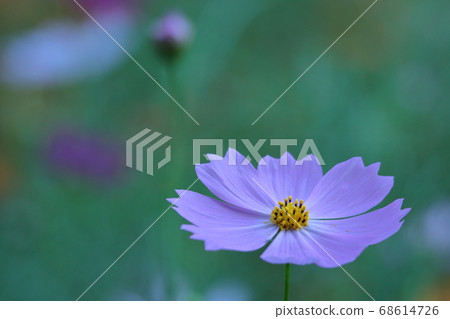 Bloom in the autumn wind Bloom in the autumn wind 68614726