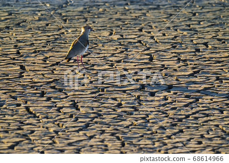 Dry soil.la pampa argentina Dry soil.la pampa argentina 68614966