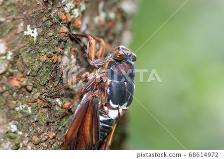 Abra seminar injured a wing Abra seminar injured a wing 68614972