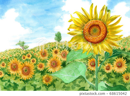 Sunflower field and summer sky painted by watercolor 68615042