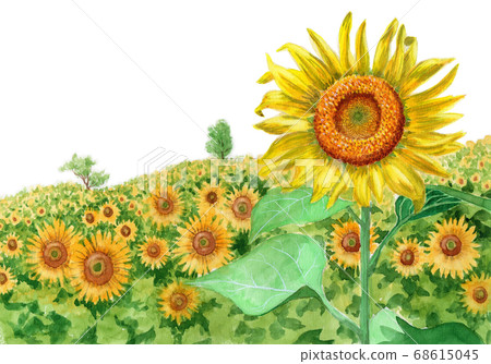 Sunflower field and summer sky painted by watercolor Sunflower field and summer sky painted by watercolor 68615045