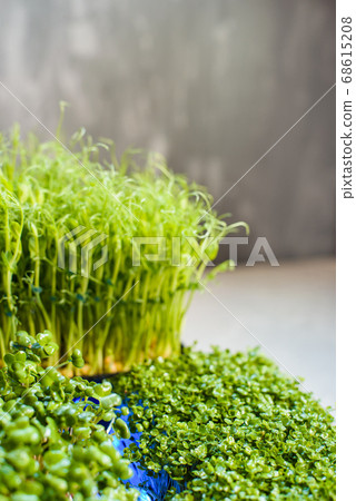 Fresh juicy green microgreens grow in trays. Fresh juicy green microgreens grow in trays. 68615208