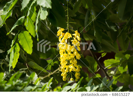 Small Yellow Flower or Cassia fistula flower 68615227