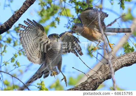 小鳥鳥，日本最小的鷹，右邊的是雄性 68615795