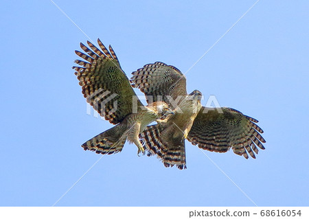 Flight of birds, endangered species, bear hawks, courtship Flight of birds, endangered species, bear hawks, courtship 68616054