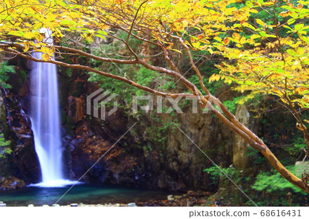 Autumn leaves around Arima Onsen Kogaki Falls (Kita-ku, Kobe) 68616431